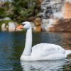 Aquascape Floating Swan Decoy (MPN 74014)
