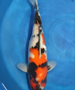 Showa Koi Fish by RNR Koi 110