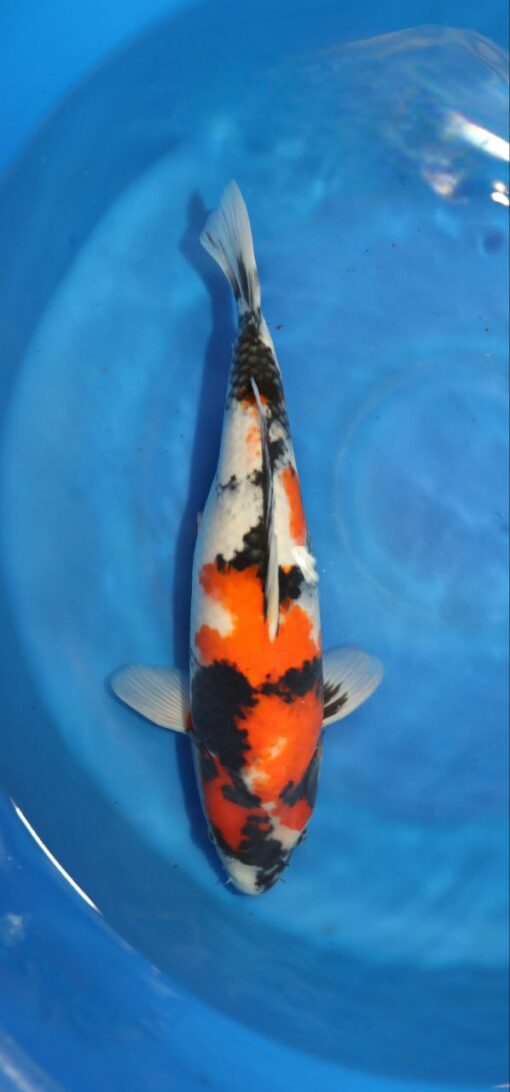 Showa Koi Fish by RNR Koi 110