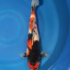 Showa Koi Fish by RNR Koi 116