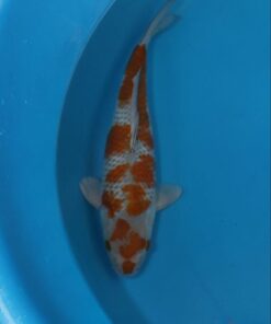 Ochiba Koi Fish by RNR Koi 117