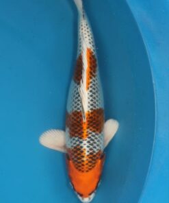 Kujaku Koi Fish by RNR Koi 121