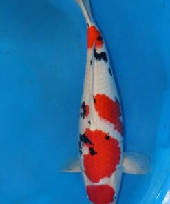 Sanke Koi Fish by RNR Koi 128