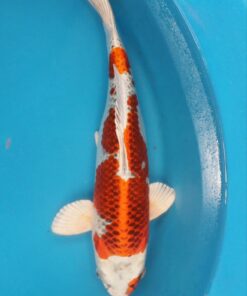 Kujaku Koi Fish by RNR Koi 134