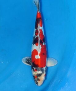 Doitsu Showa Koi Fish by RNR Koi 150