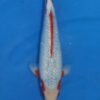 Gin Rin Koi Fish by RNR Koi 151