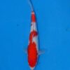 Gin Rin Koi Fish by RNR Koi 158