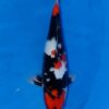 Showa Koi Fish by RNR Koi 160
