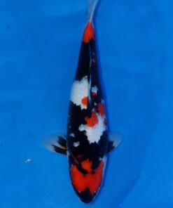 Showa Koi Fish by RNR Koi 160