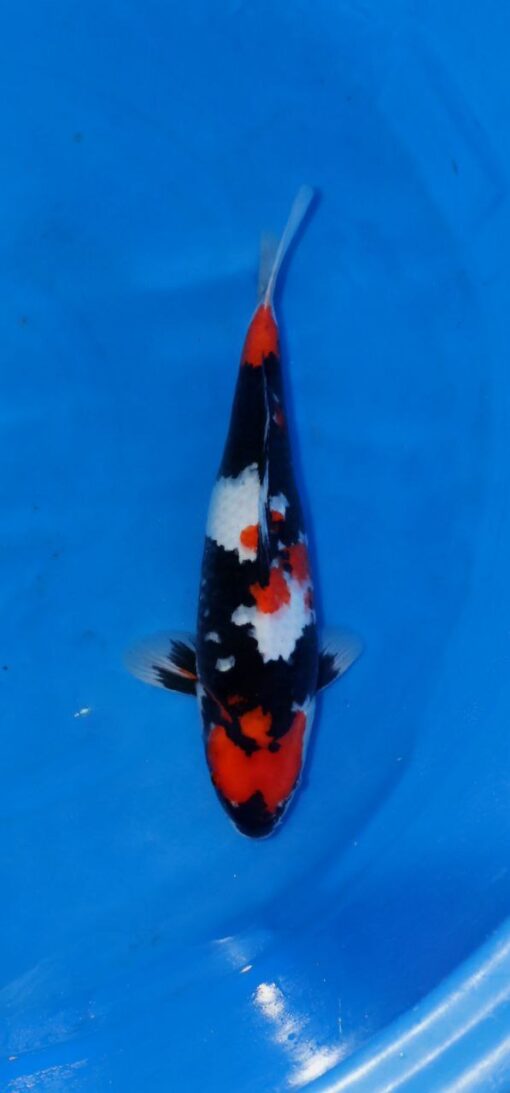 Showa Koi Fish by RNR Koi 160