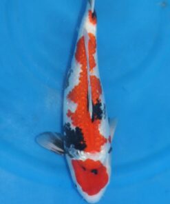 Tancho Sanka Koi Fish by RNR Koi 178