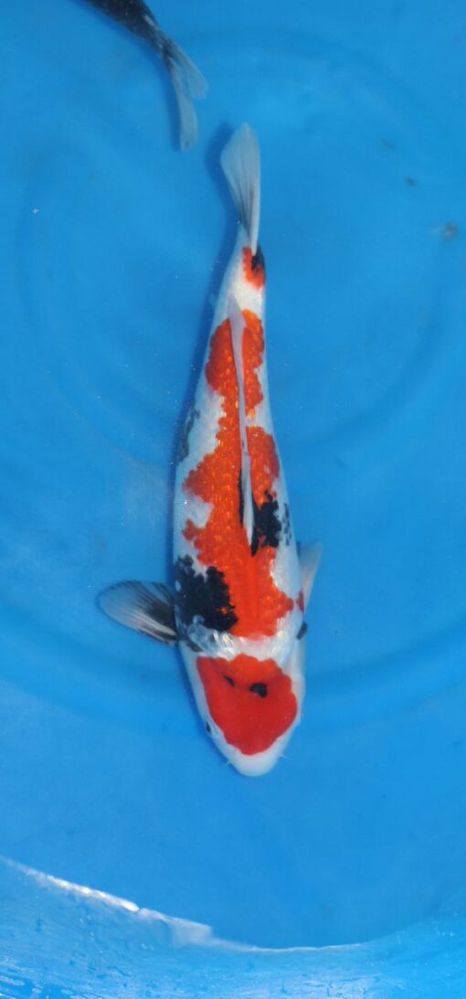 Tancho Sanka Koi Fish by RNR Koi 178