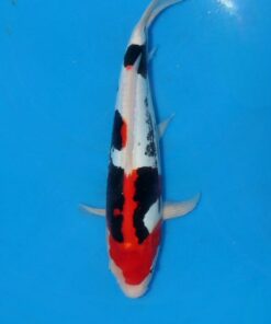 Beni Kumonryu Koi Fish by RNR Koi 189