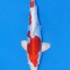 Kikusui Koi Fish by RNR Koi 191