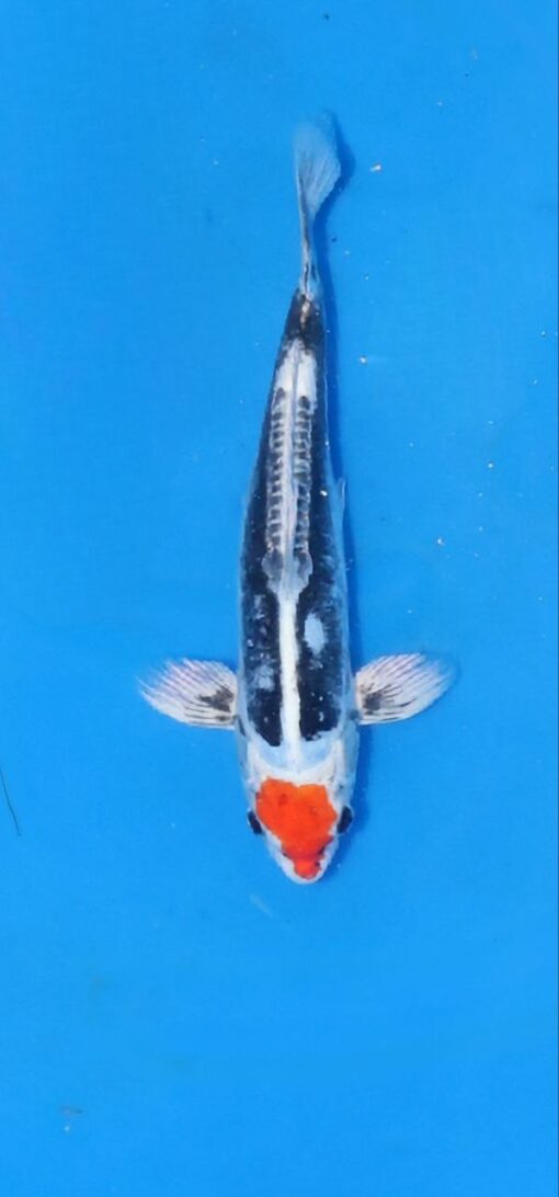 Kikokuryu Koi Fish by RNR Koi 193