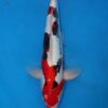 Beni Kumonyru Koi Fish by RNR Koi 194