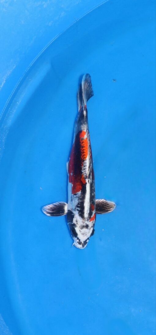 Kikokuryu Koi Fish by RNR Koi 197