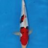 Beni Kumonryu Koi Fish by RNR Koi 202