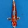 Doitsu Kujaku Koi Fish by RNR Koi 204