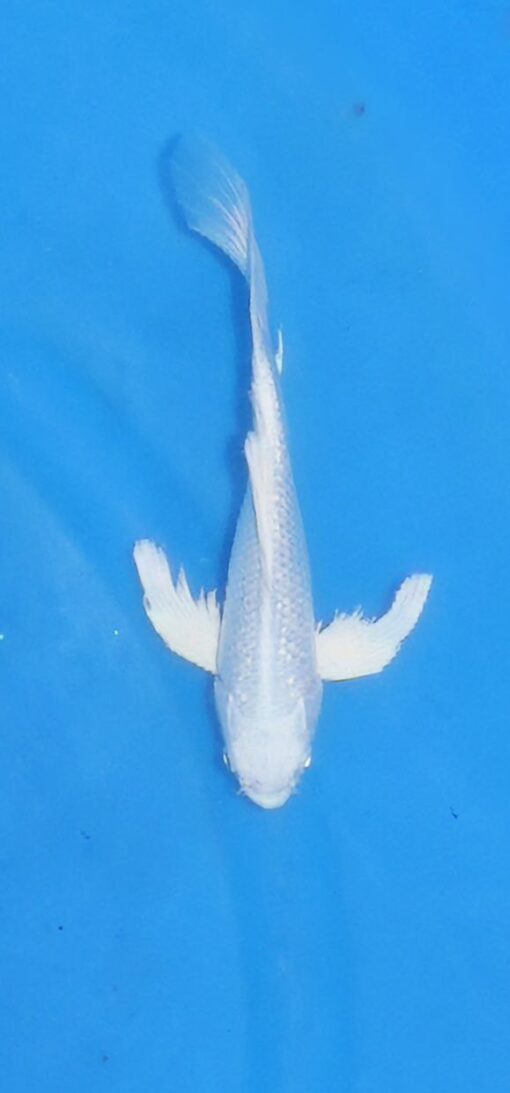 Platinum Butterfly Koi Fish by RNR Koi 208