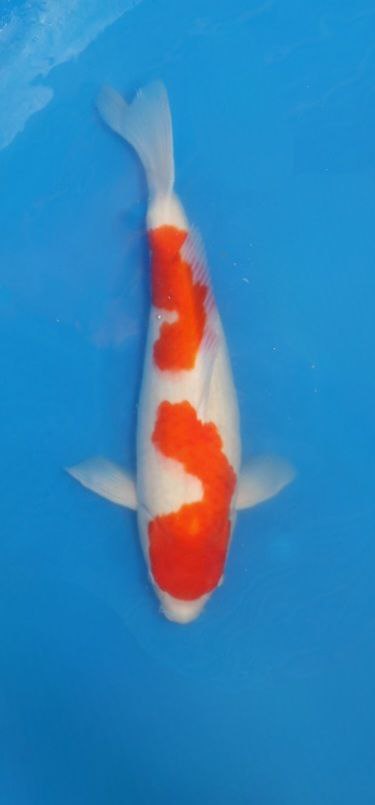 Kohaku Koi Fish by RNR Koi 300