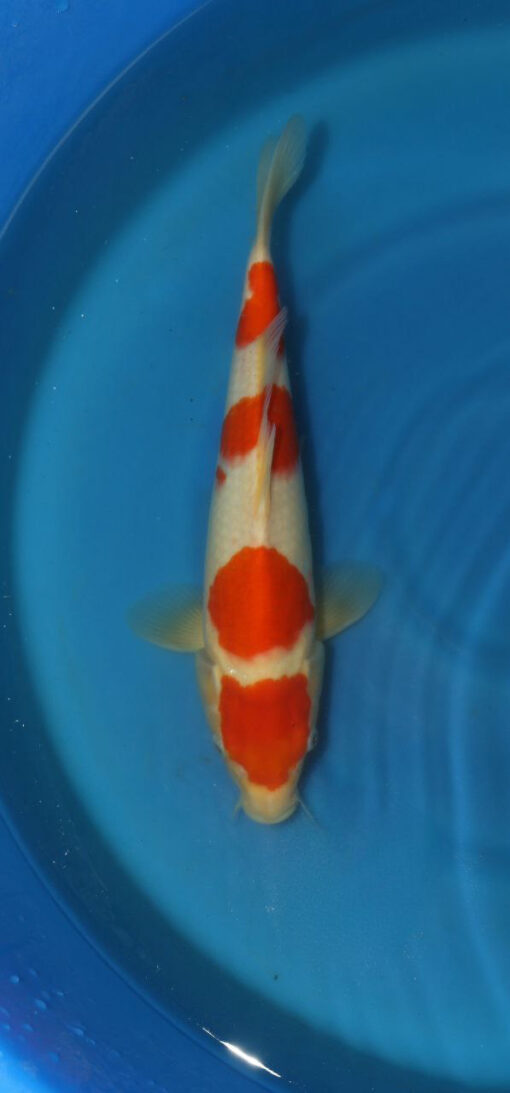 Kohaku Koi Fish by RNR Koi 318