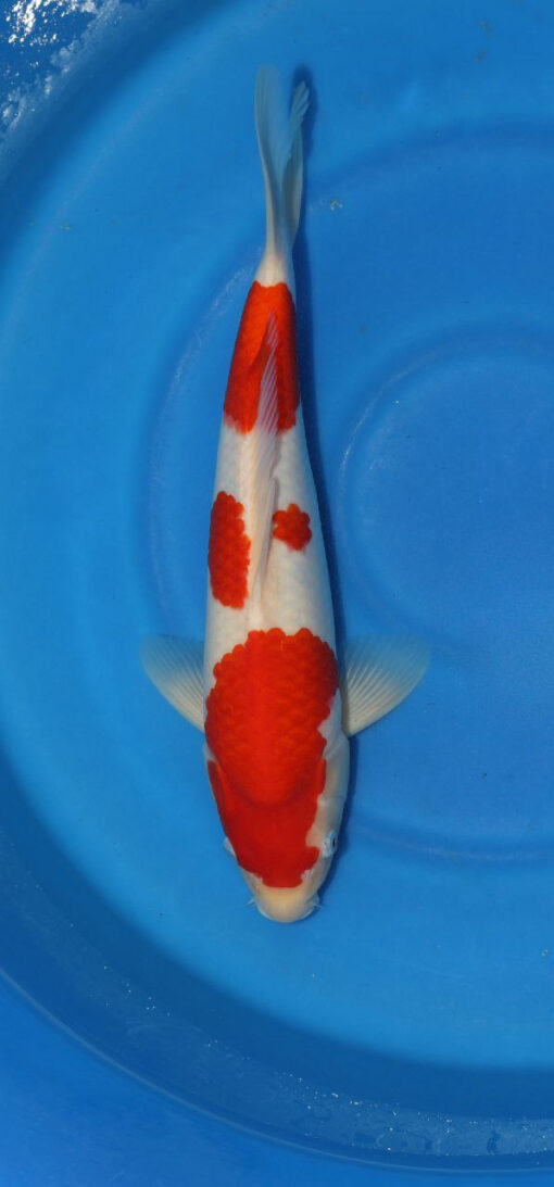 Kohaku Koi Fish by RNR Koi 313
