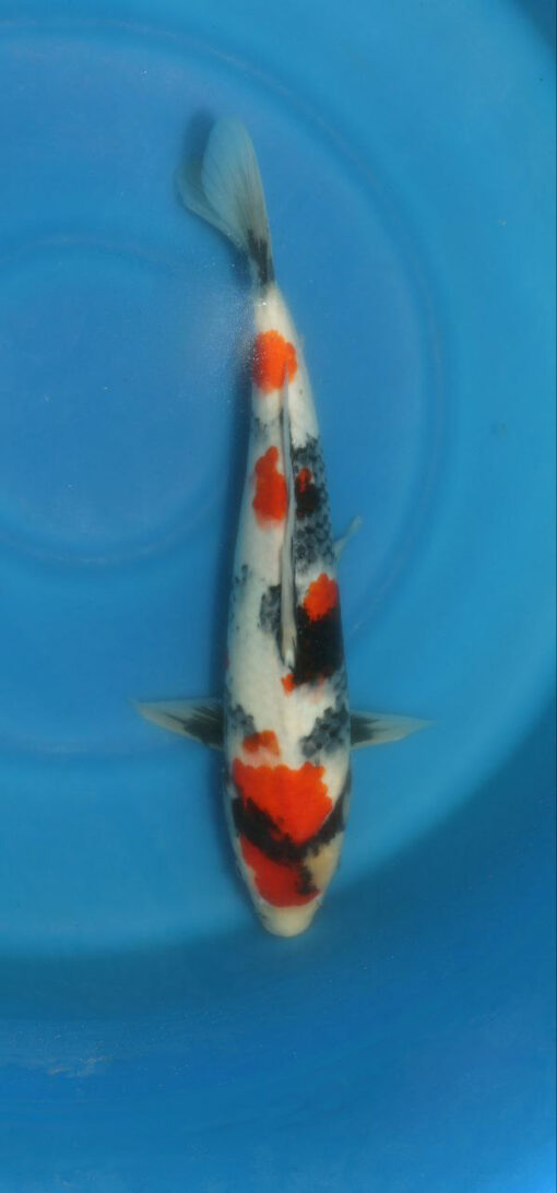 Showa Koi Fish by RNR Koi 315