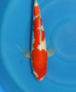 Kohaku Koi Fish by RNR Koi for sale