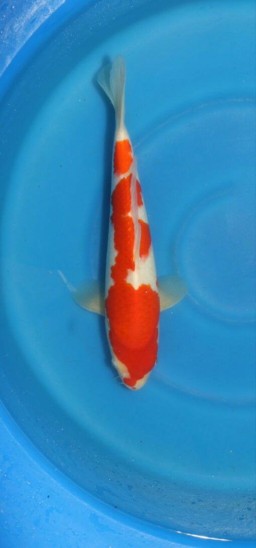 Kohaku Koi Fish by RNR Koi for sale
