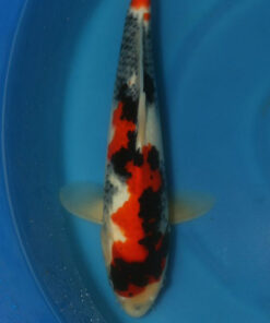 Showa for sale Koi Fish by RNR Koi