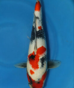 Showa Koi Fish by RNR Koi