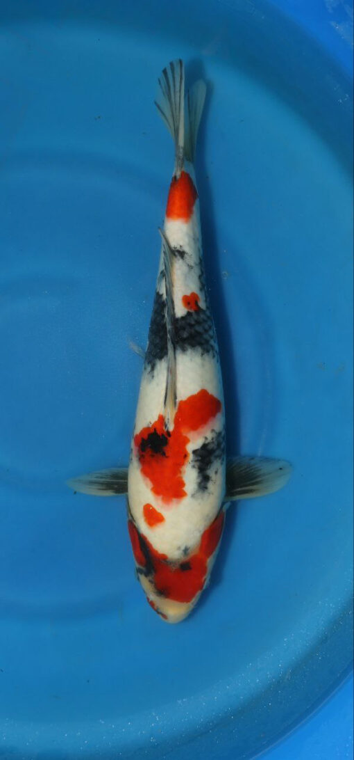 Showa Koi Fish by RNR Koi