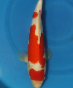 Kohaku Koi Fish by RNR Koi sale