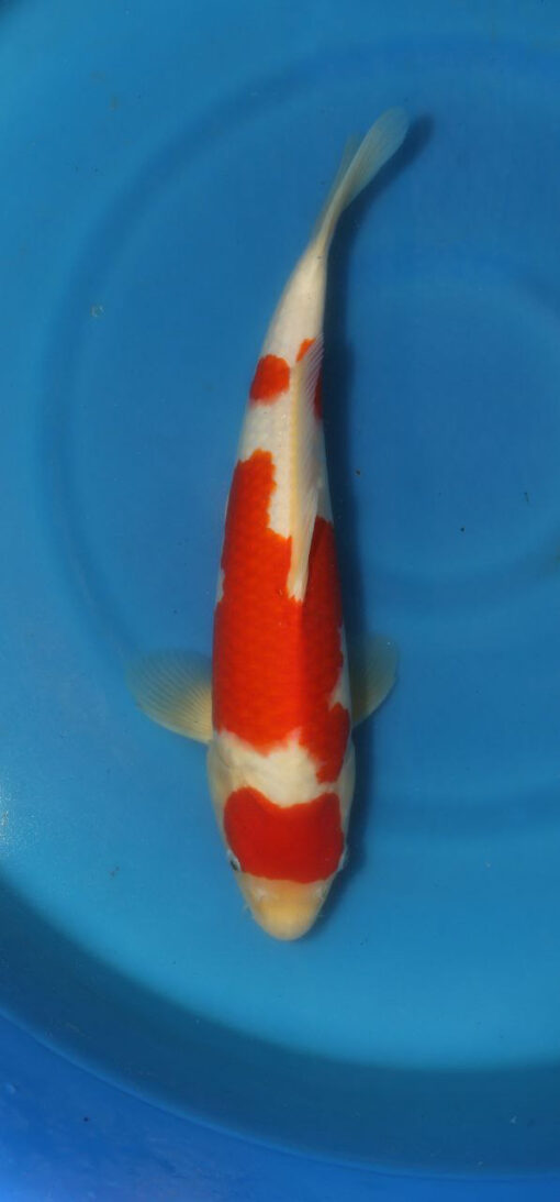 Kohaku Koi Fish by RNR Koi sale