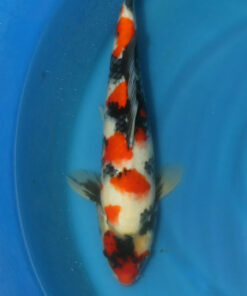 Showa Koi Fish by RNR Koi 317