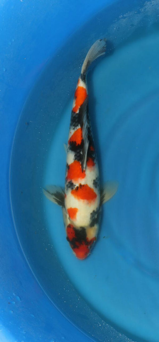 Showa Koi Fish by RNR Koi 317