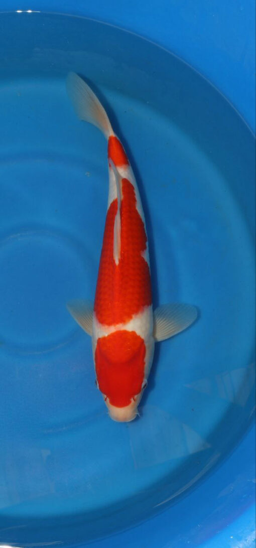 Kohaku Koi Fish by RNR Koi 302