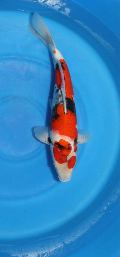 Showa Koi Fish by RNR Koi 308