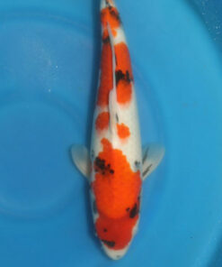 Showa Koi Fish by RNR Koi 316