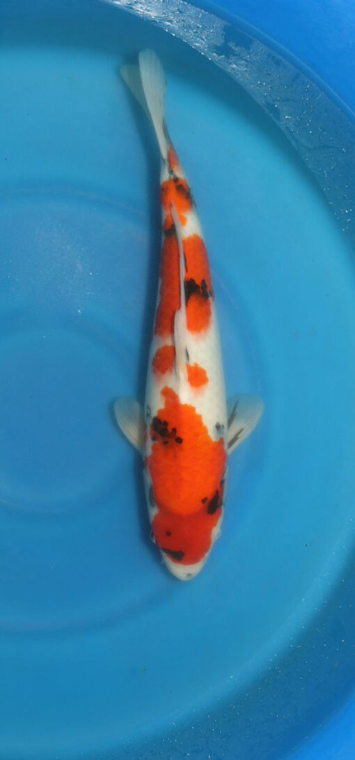 Showa Koi Fish by RNR Koi 316