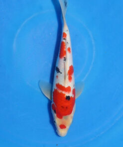 Sanke Koi Fish for sale by RNR Koi