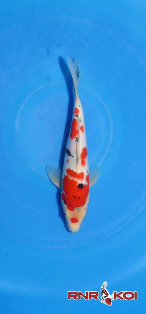 Sanke Koi Fish for sale by RNR Koi