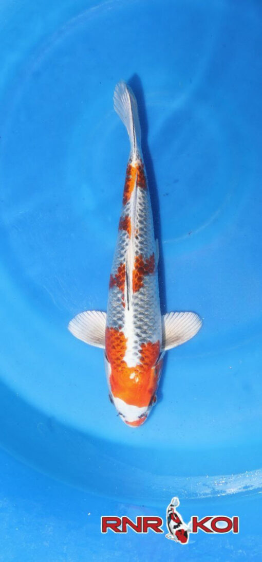 Kuajaku Koi Fish by RNR Koi
