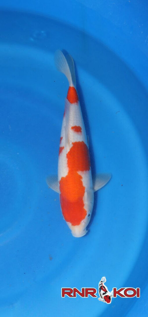 large Kohaku Koi Fish by RNR Koi