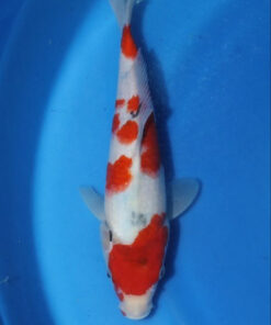 For sale Sanke Koi Fish by RNR Koi