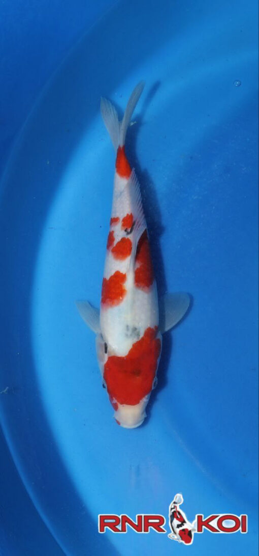 For sale Sanke Koi Fish by RNR Koi