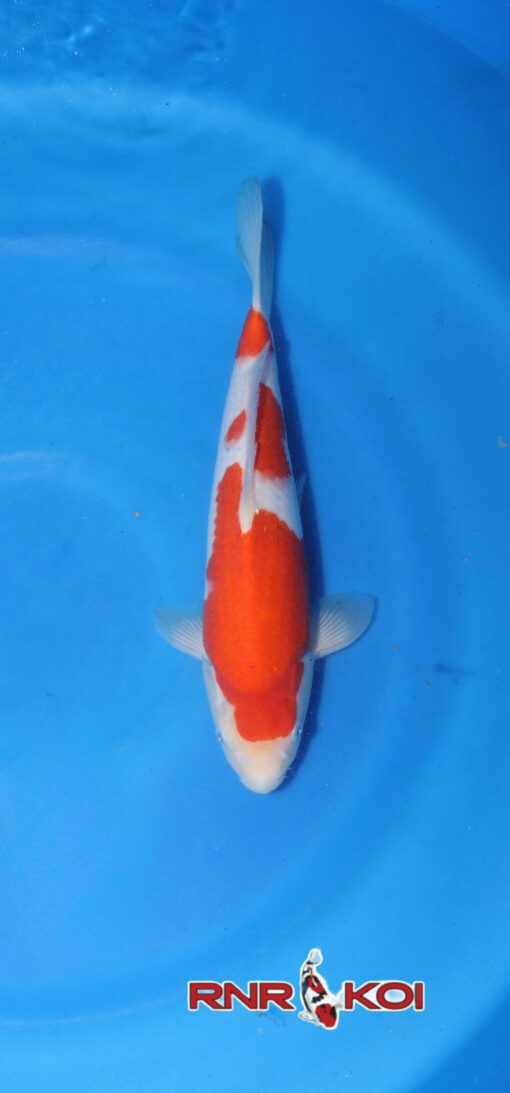 Kohaku Koi Fish by RNR Koi
