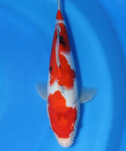 Sanke Koi Fish for sale by RNR Koi