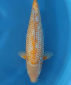TANIGUCHI - Corn